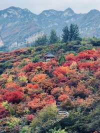 答應我，北京的秋天一定要來一趟坡峰嶺。