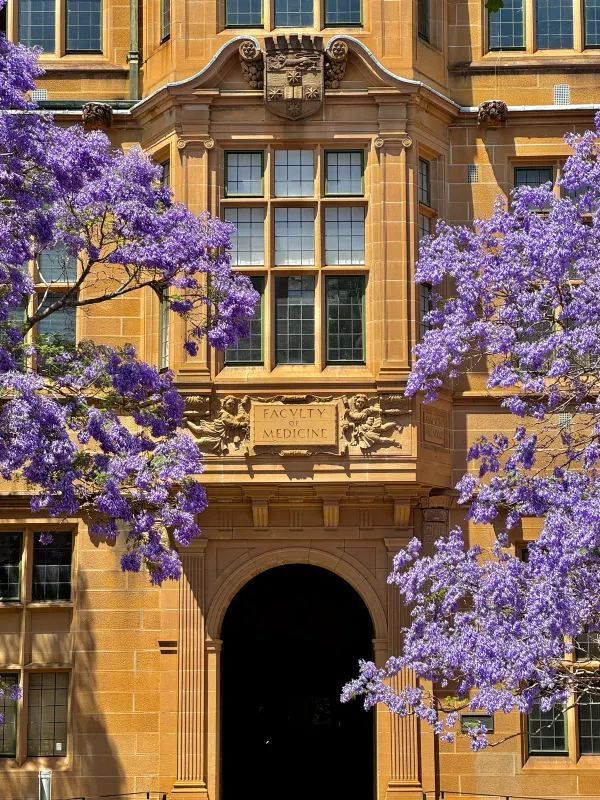 Chasing Jacarandas in Sydney