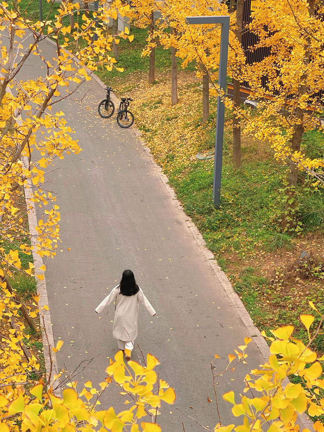 西安雁南公園——四季更迭，各有其美！