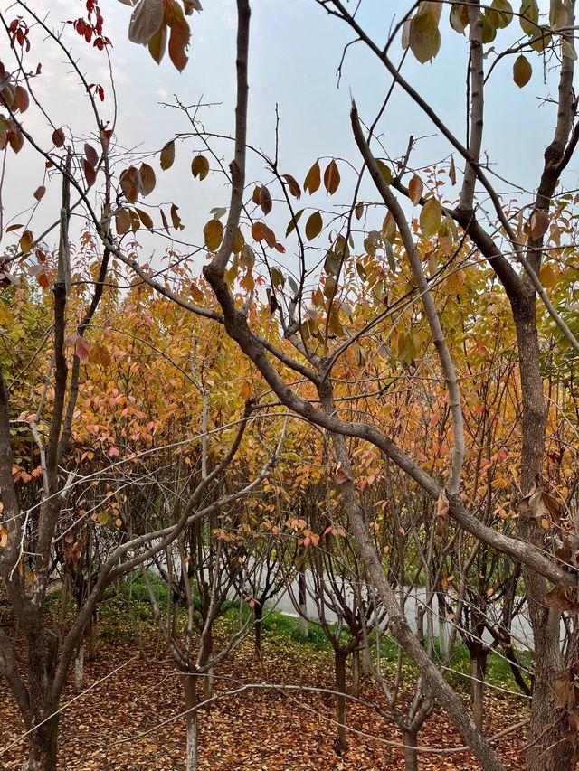 西安雁南公園|這裡的公園不一樣。