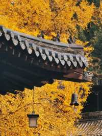 古觀音禪寺千年銀杏攻略：錯過等一年。
