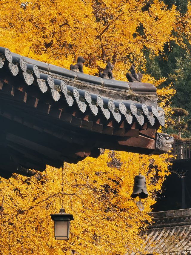 古觀音禪寺千年銀杏攻略：錯過等一年。