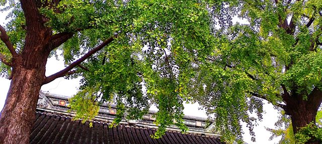 定慧寺裡的銀杏葉還未全黃。