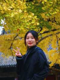 成都一日遊，雲頂山賞銀杏遊玩攻略。