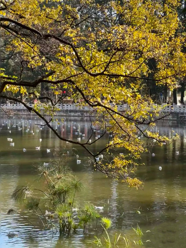 昆明風光|翠湖公園的秋。