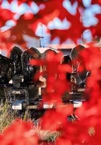 日本長野長圓寺 血紅的楓美極了。