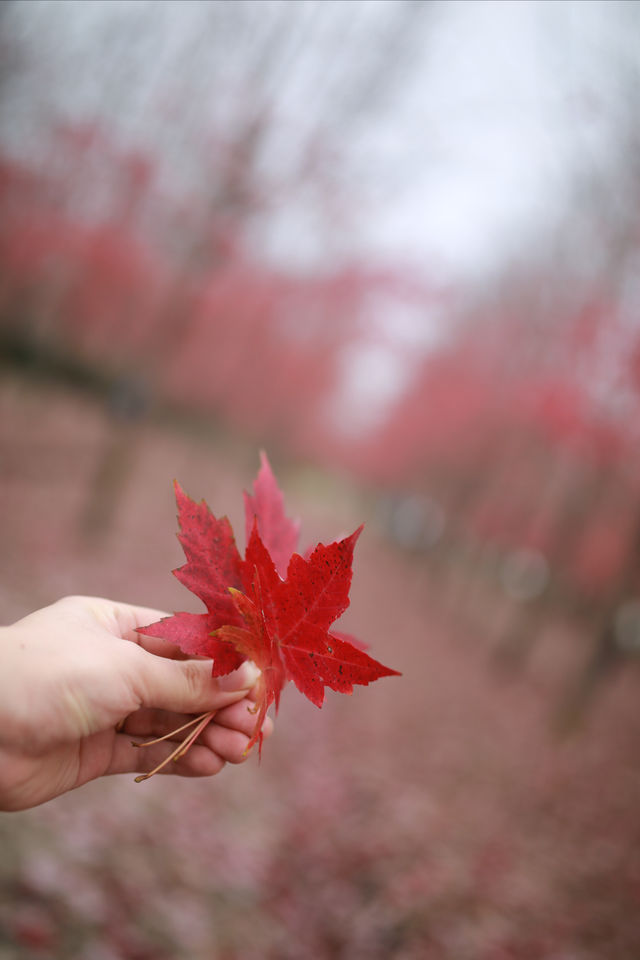 賞滿地紅楓，看農民畫，這裡是季節限定的紅色。