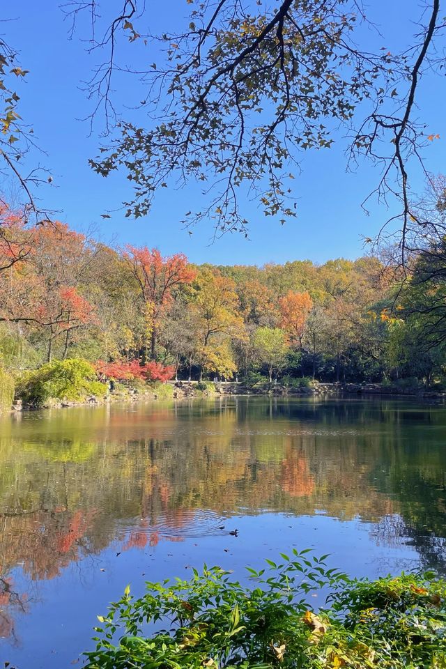 鐘山風景名勝區：燕雀湖，南京的秋日童話。