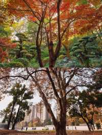 上海市區這個秋日公園，即將美到封神！！