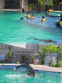 巴厘島海豚樂園，親子遊玩好去處