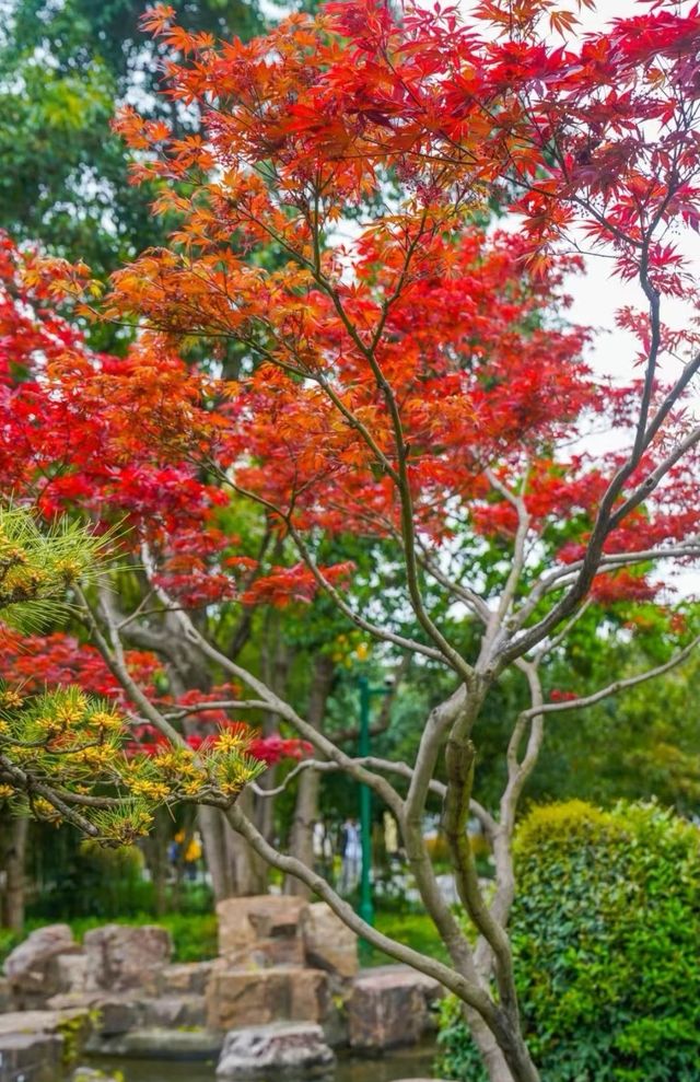 四季假山秋山艷一一個園