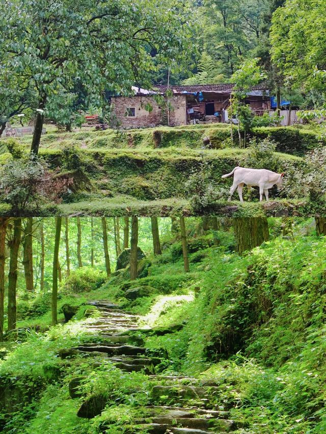 行走華蓥山，一步一景皆是詩
