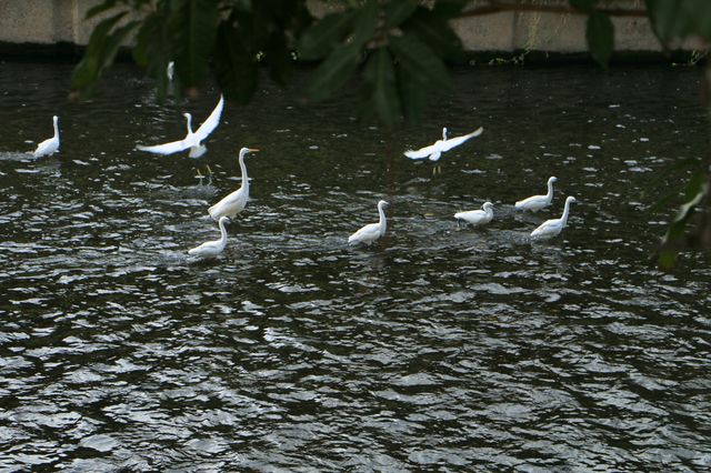在洪湖公園，與白鷺不期而遇