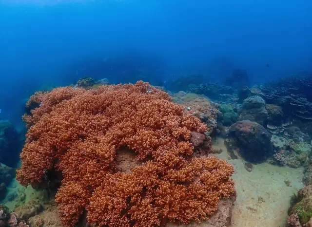 別錯過！萬寧潛水讓你像魚一樣自由穿梭在夢幻海底
