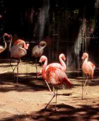 伊瓜蘇百鳥園