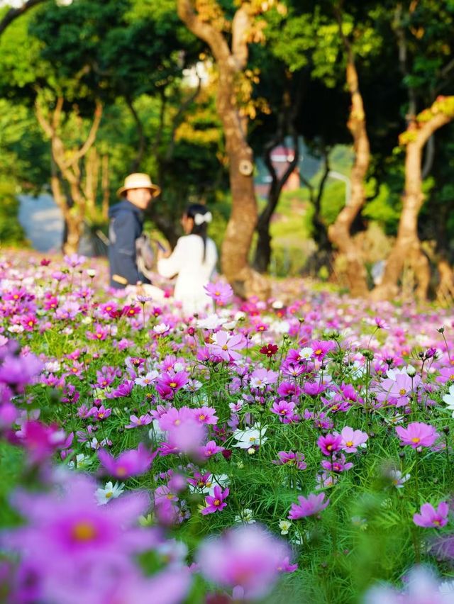 南山西麗·波斯菊花海正是賞花時候