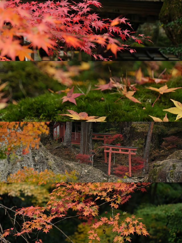 在小松那谷寺，邂逅一場治癒的日光禪境