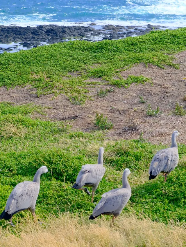 7-Day Australia Itinerary: A Complete Guide for Traveling with Kids