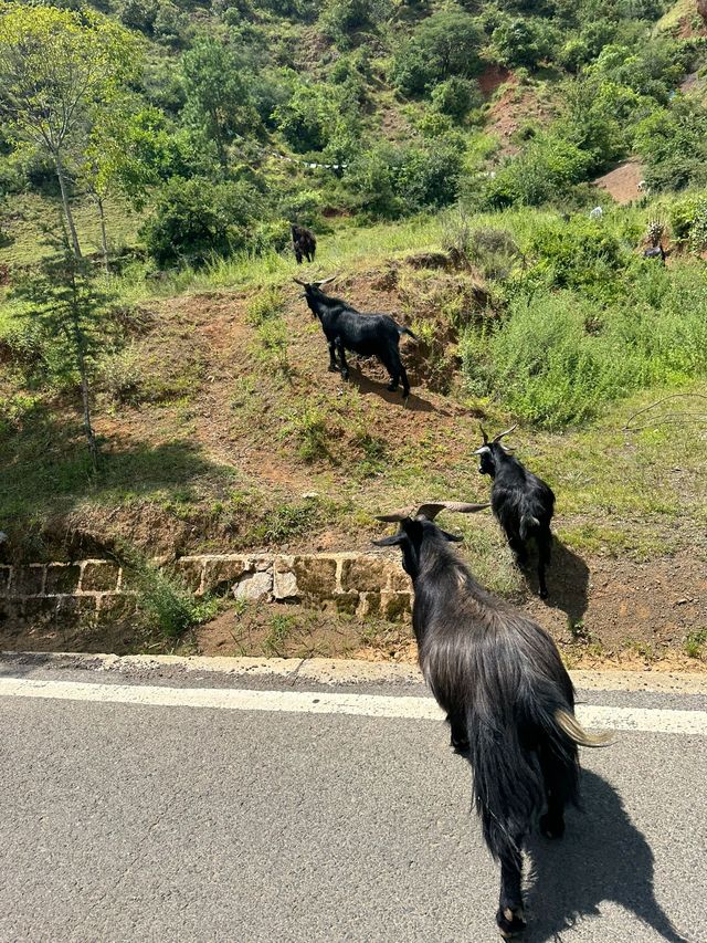 新馬連遊免簽啦長者出遊優選地