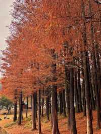 🍂 深圳的秋冬美景 - 蓮花山落羽杉 🍂