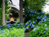誤入童話！日本秋田雲昌寺的繡球花海仙境