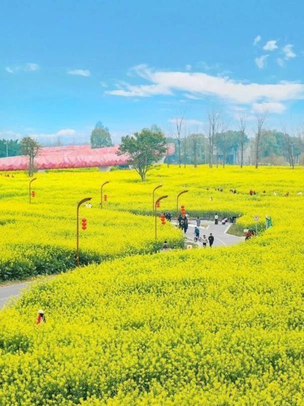 成都油菜花海的春日之旅：13個絕美打卡地點推薦