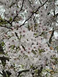 市內公園賞花小攻略