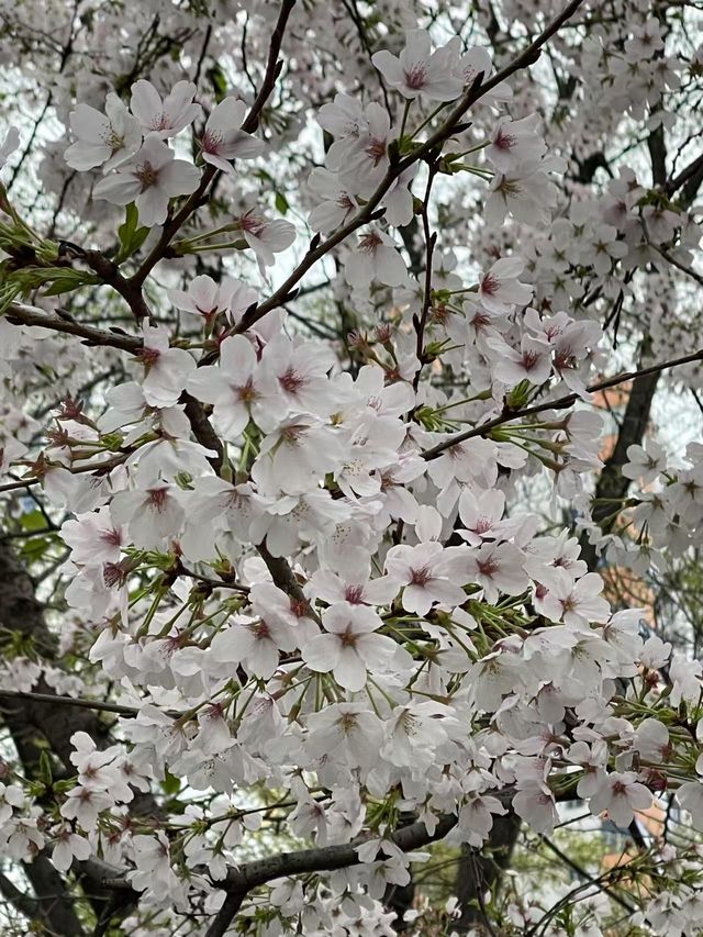 市內公園賞花小攻略