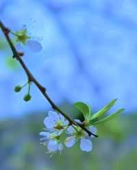 清遠水浪花谷盛花期美爆！