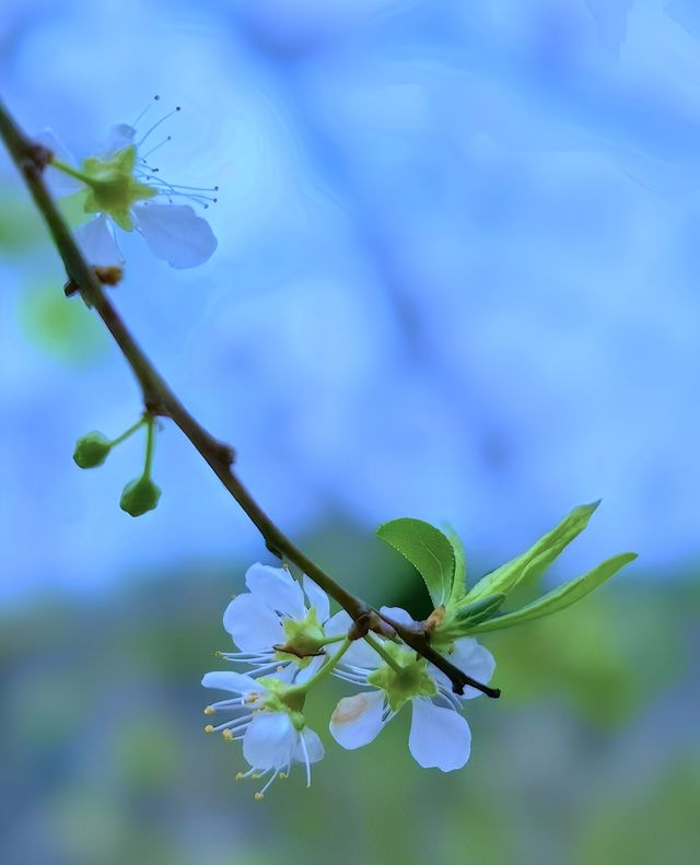 清遠水浪花谷盛花期美爆！