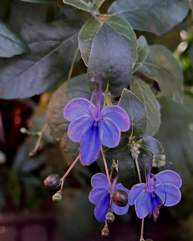 探秘圖爾庫植物園：北歐的綠色仙境 