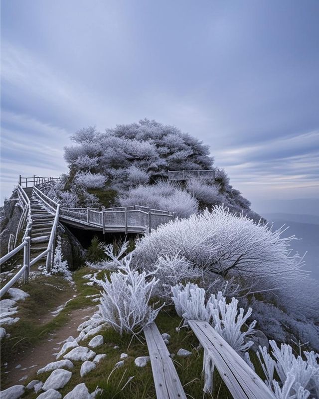 闖入貓兒山，邂逅綠野仙蹤