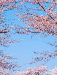 接下來的貴州是這樣的...櫻花即將開放🌸