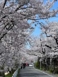 藏在京都北邊的浪漫🌸 本地人私藏賞櫻地