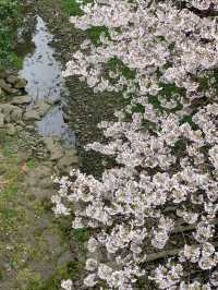 濟州島三月限定🌸 小眾賞櫻公園大揭秘