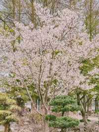 南京玄武湖公園，春日漫步超治癒