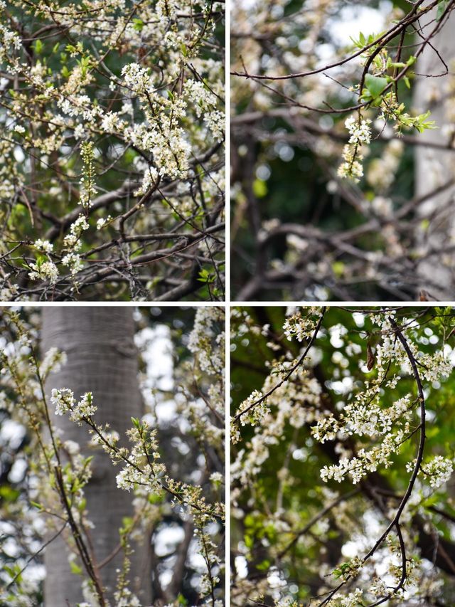 仙岳公園踏青攻略！週末帶上小夥伴一起賞花