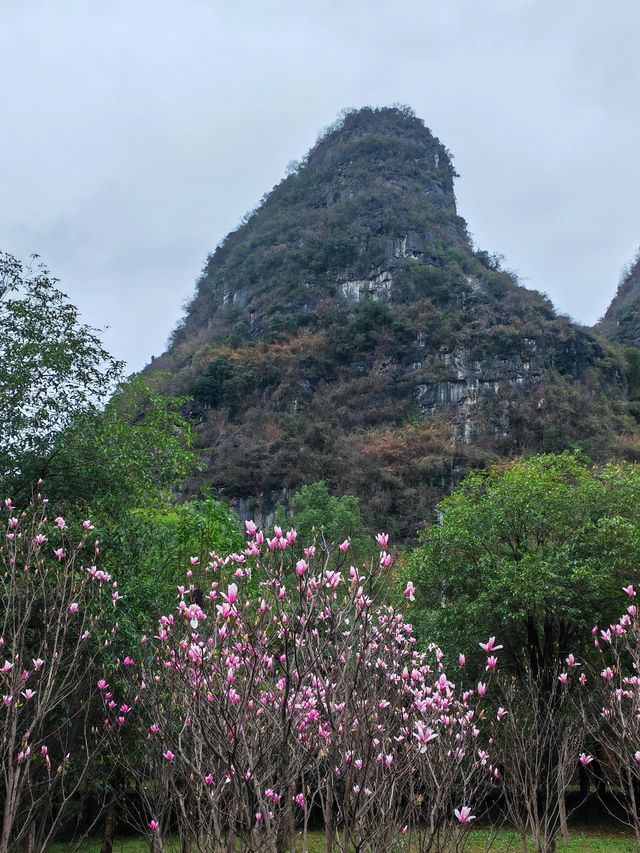 桂林近郊踏青賞花的好去處
