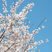 《國家地理》沒騙我！看到了國內最美櫻花🌸