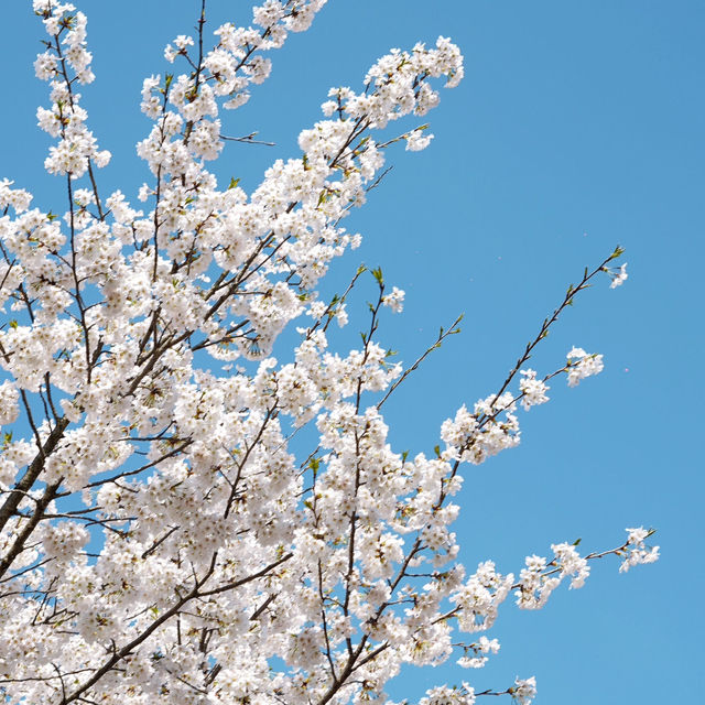 《國家地理》沒騙我！看到了國內最美櫻花🌸