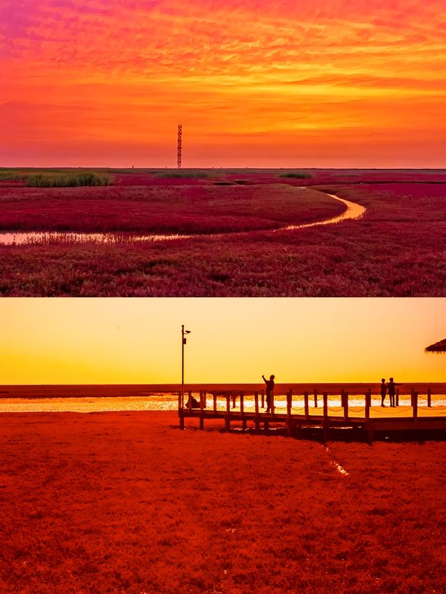 高中地理現象——紅海灘盤錦市紅海灘風景廊道