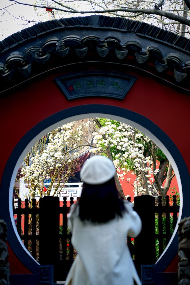 南京清涼山玉蘭 南京清涼山玉蘭