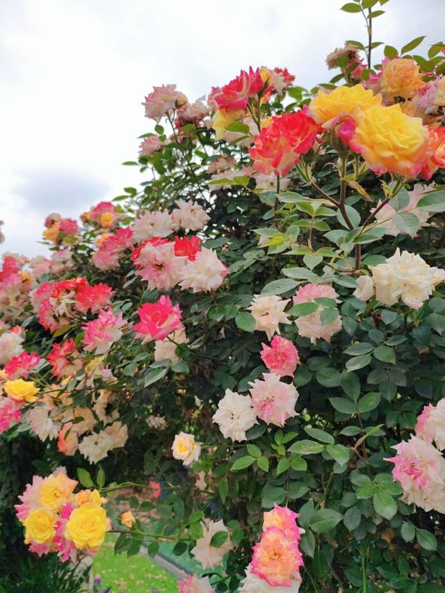 走進月季公園：解鎖多采月季，共赴花之盛宴