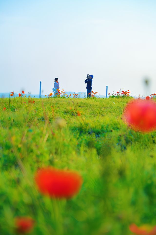 泉州濱海公園虞美人花海：現狀痛心