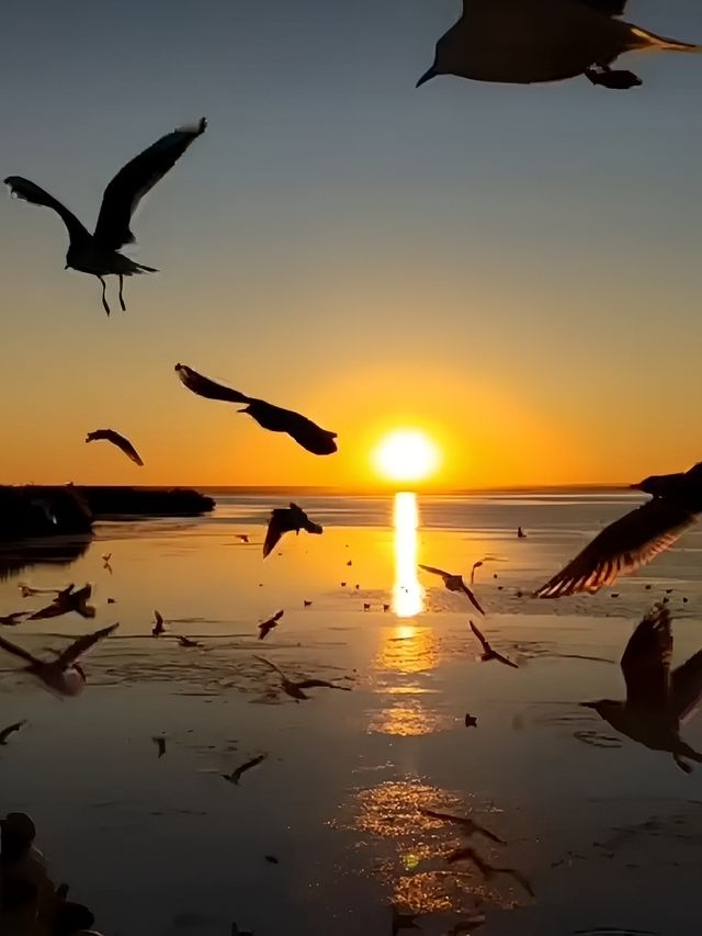 內蒙古自治區•居延海•夕陽下的蘆葦蕩