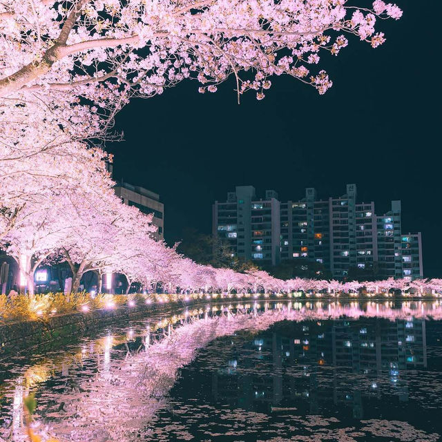 一篇搞定首尔櫻花季🌸 不做無頭蒼蠅