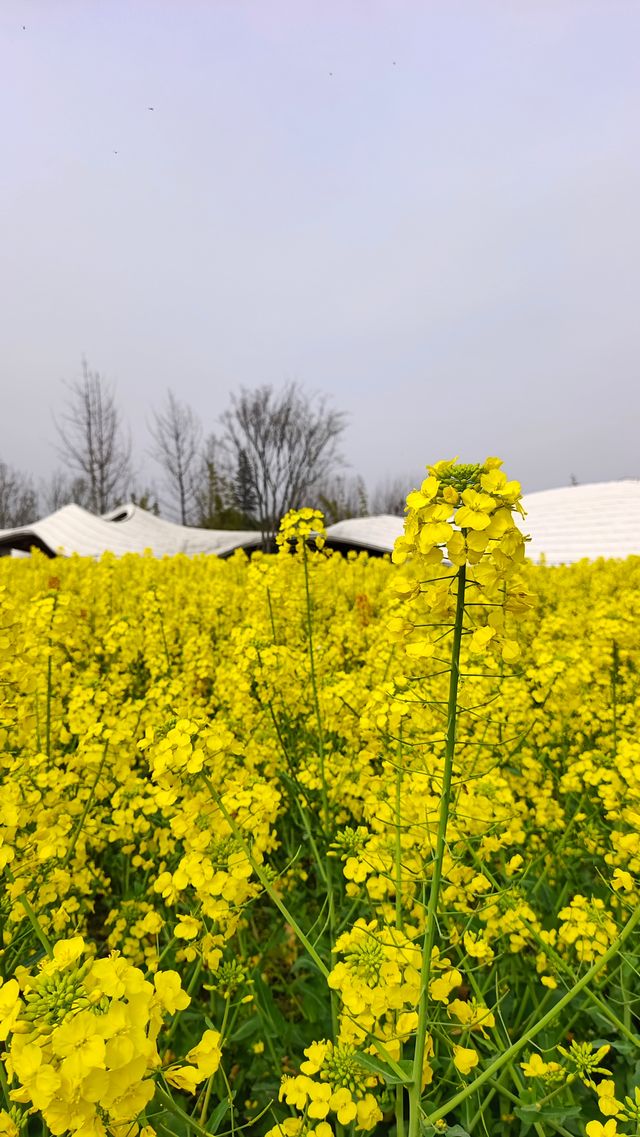 彩色油菜花還得到天府農博園看