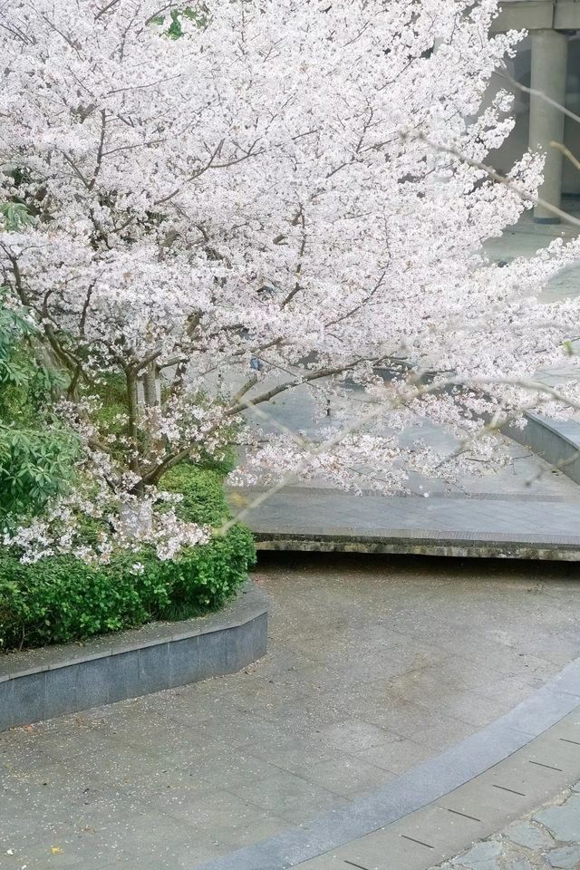 避開人潮！邂逅武漢王家墩公園的夢幻櫻海