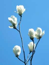 上海世紀公園，玉蘭花競相綻放