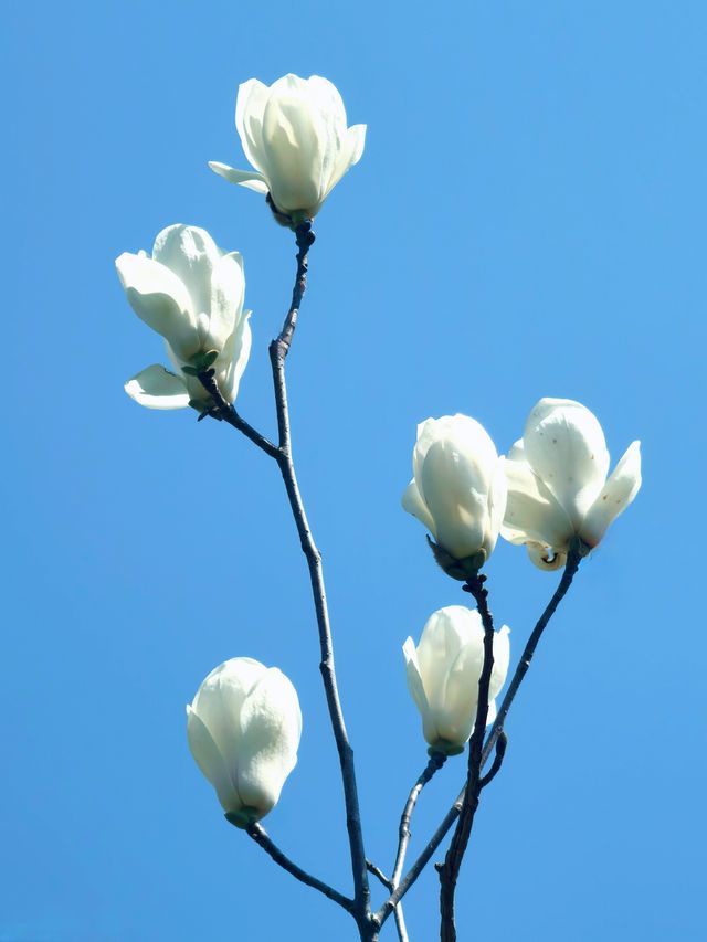 上海世紀公園，玉蘭花競相綻放